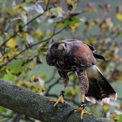 Birds of Prey Reigate, Surrey