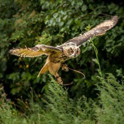 Birds of Prey Golden Grove, Carmarthenshire