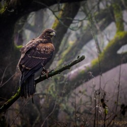 Birds of Prey Yeaveley, Derbyshire